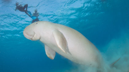 divers with dugong