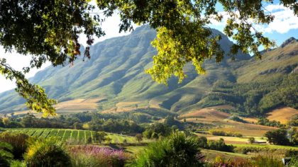 western cape south africa vineyard