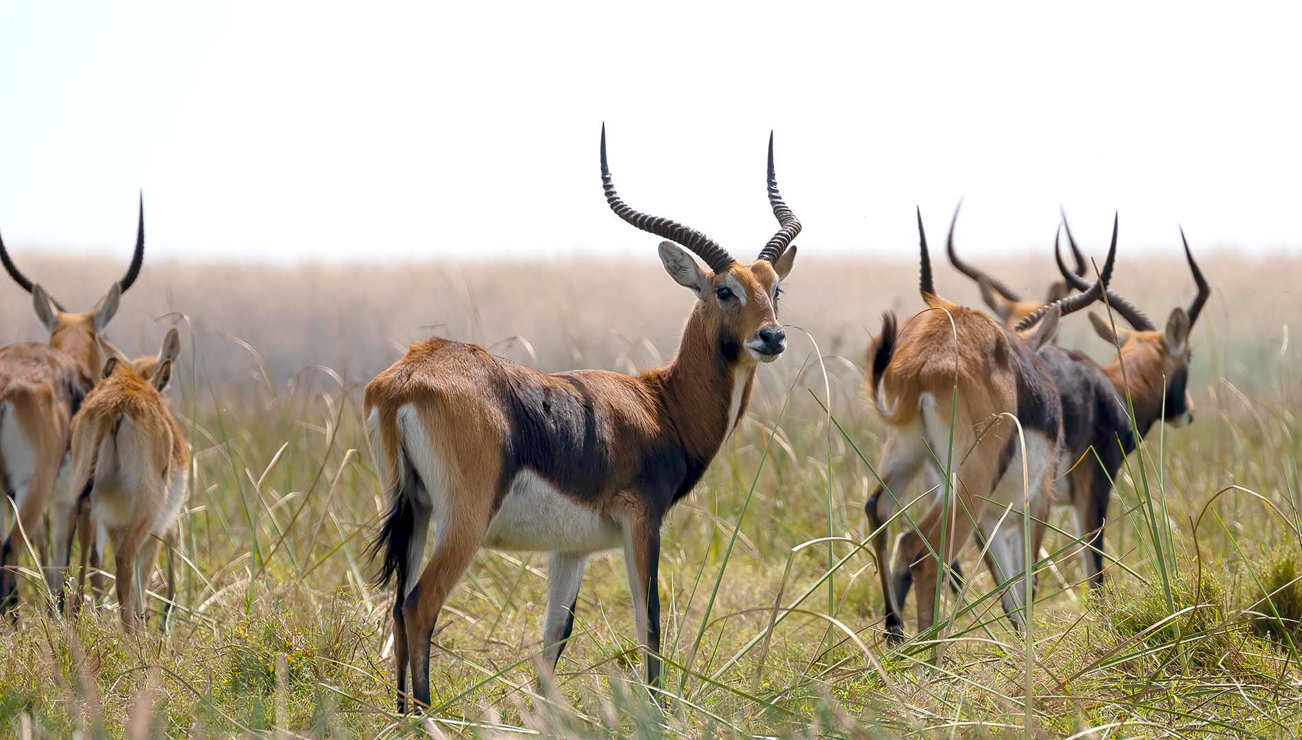 Kafue lechwe antelope Zambia Africa
