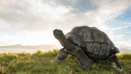 giant aldabra tortoise in the seychelles