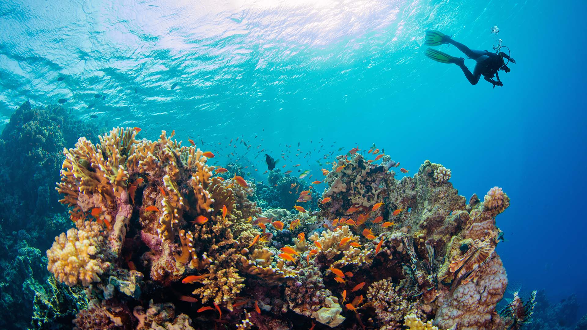 diver near coral reef in the seychelles