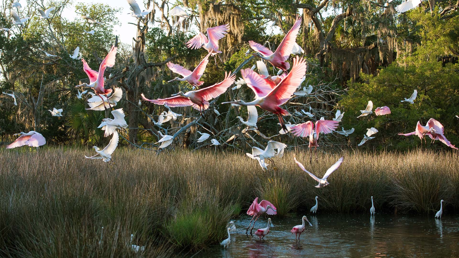 Pink roseate spoonbills fly over the marsh in Jekyll Island