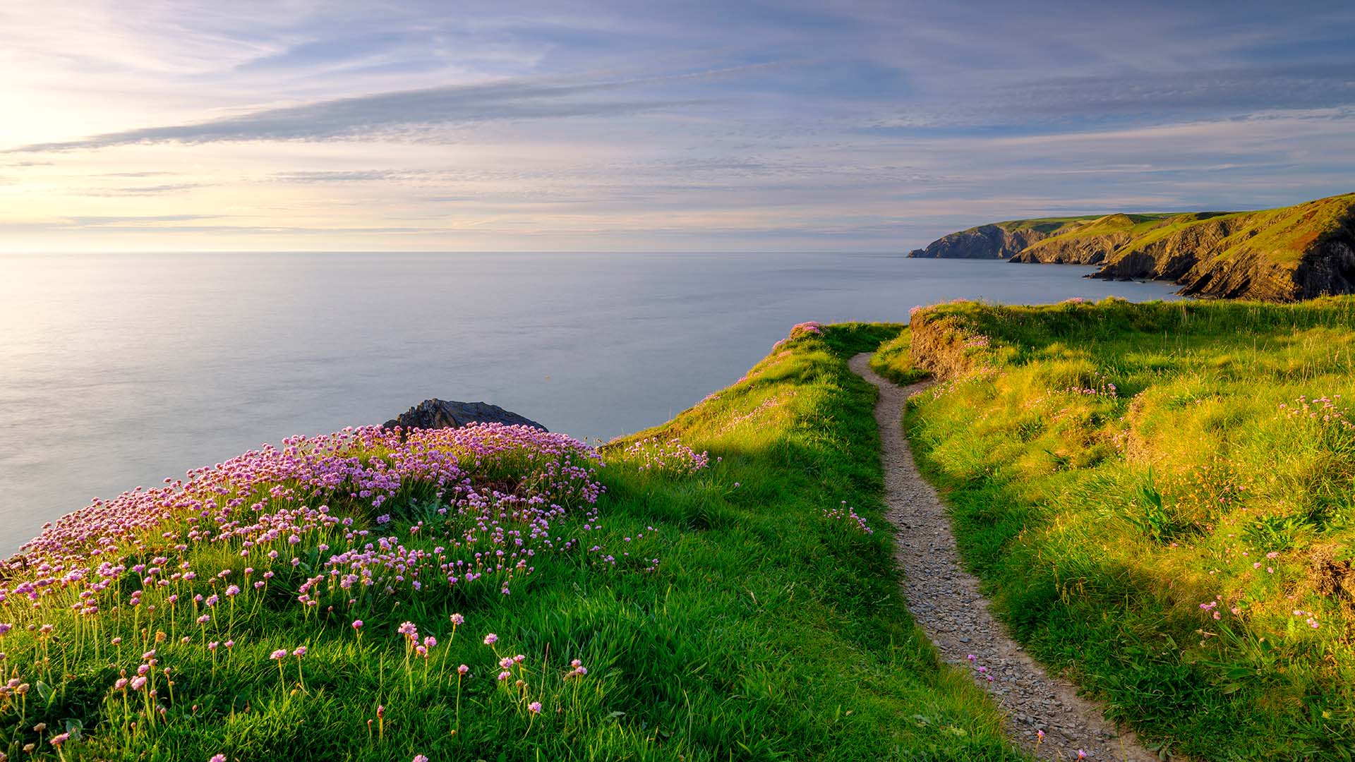 Wildflowers and green grass on cliffs on a pathway at Ceibwr Bay in Wales