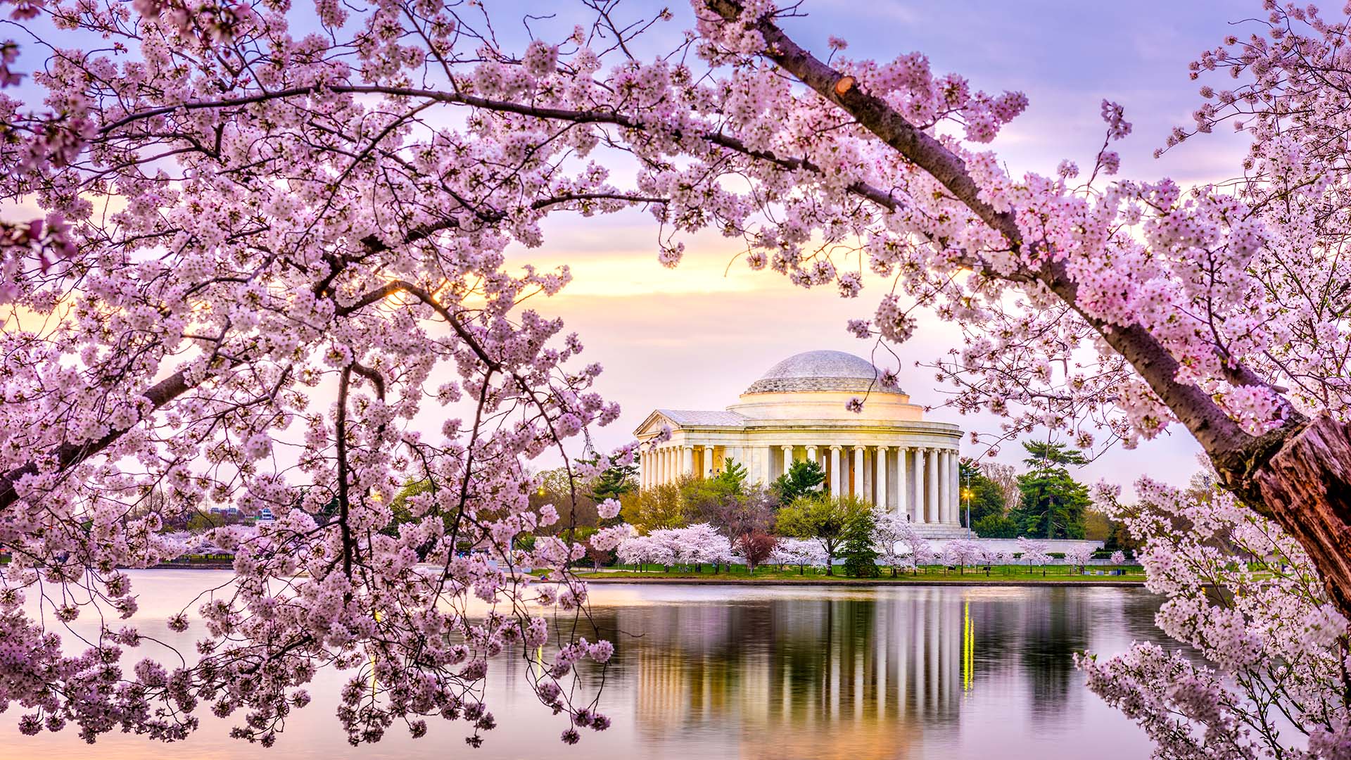 The National Mall Jefferson Memorial cherry blossoms at sunset