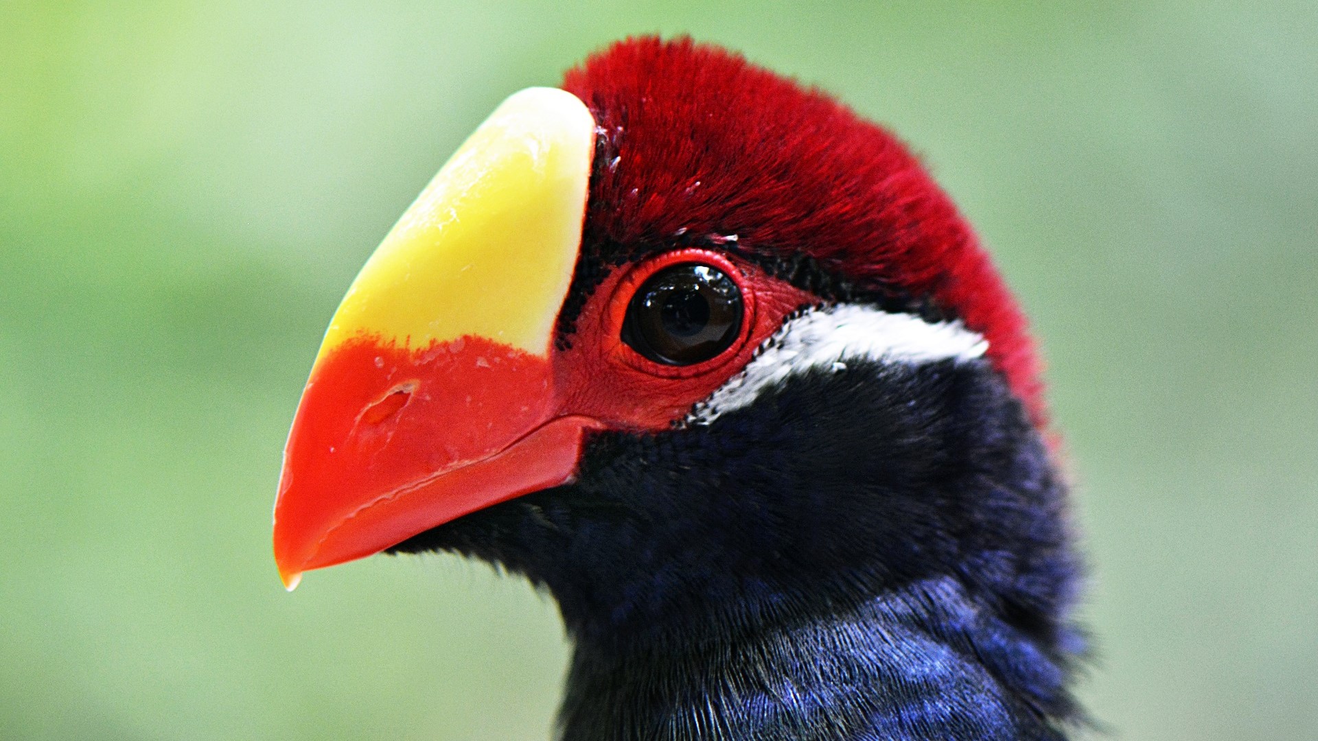colorful blue, red and yellow bird in Ghana's Mole National Park closup