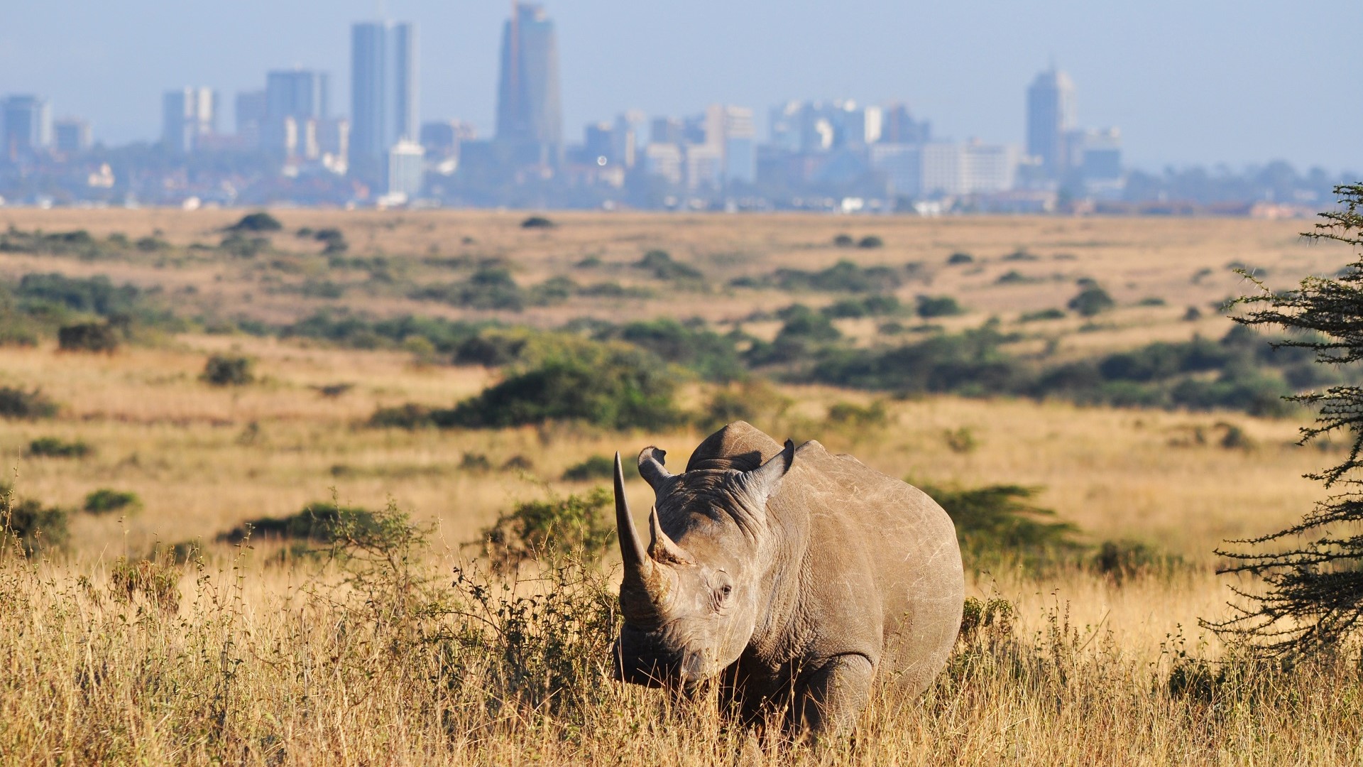 rhino in Nairobi National Park with Nairobi, Kenya skyline in background