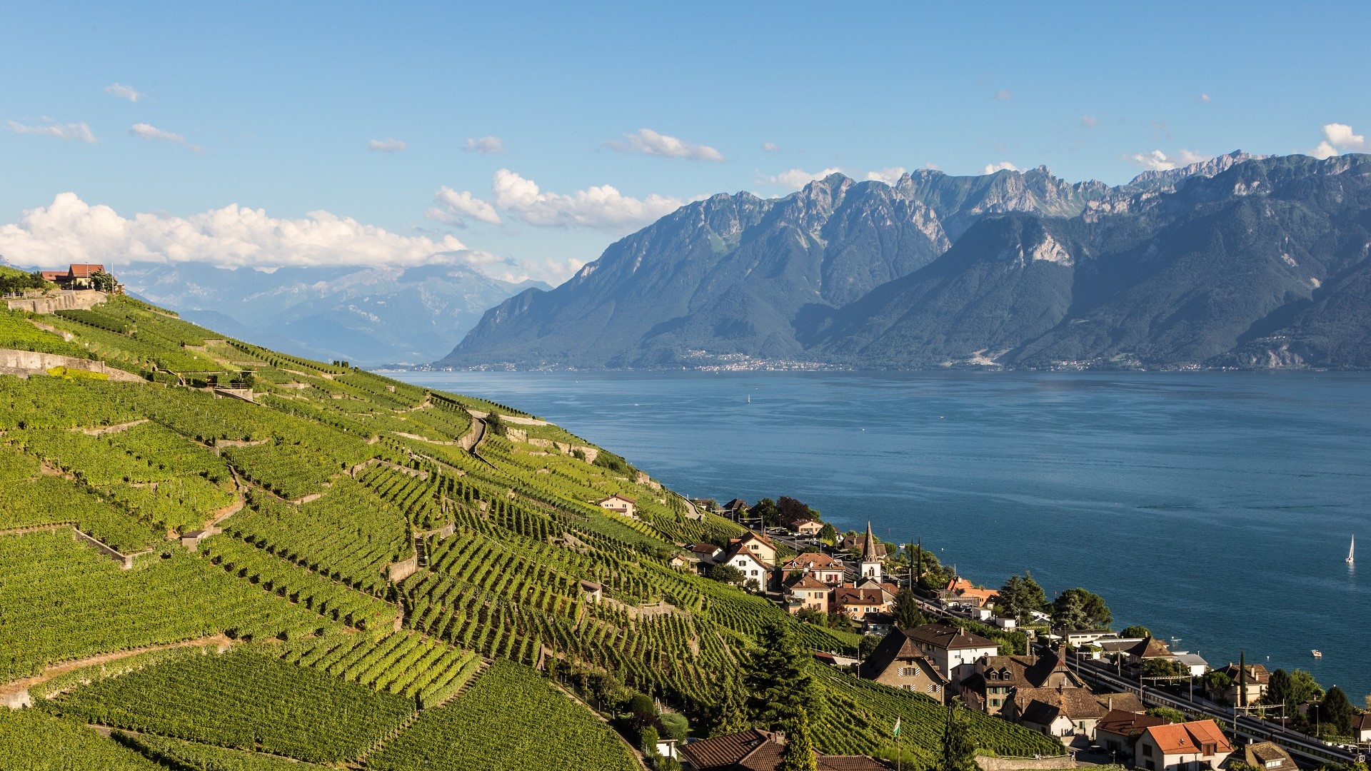 Terraced vineyards of the Lavaux valley and small village looking at Lake Geneva and mountains