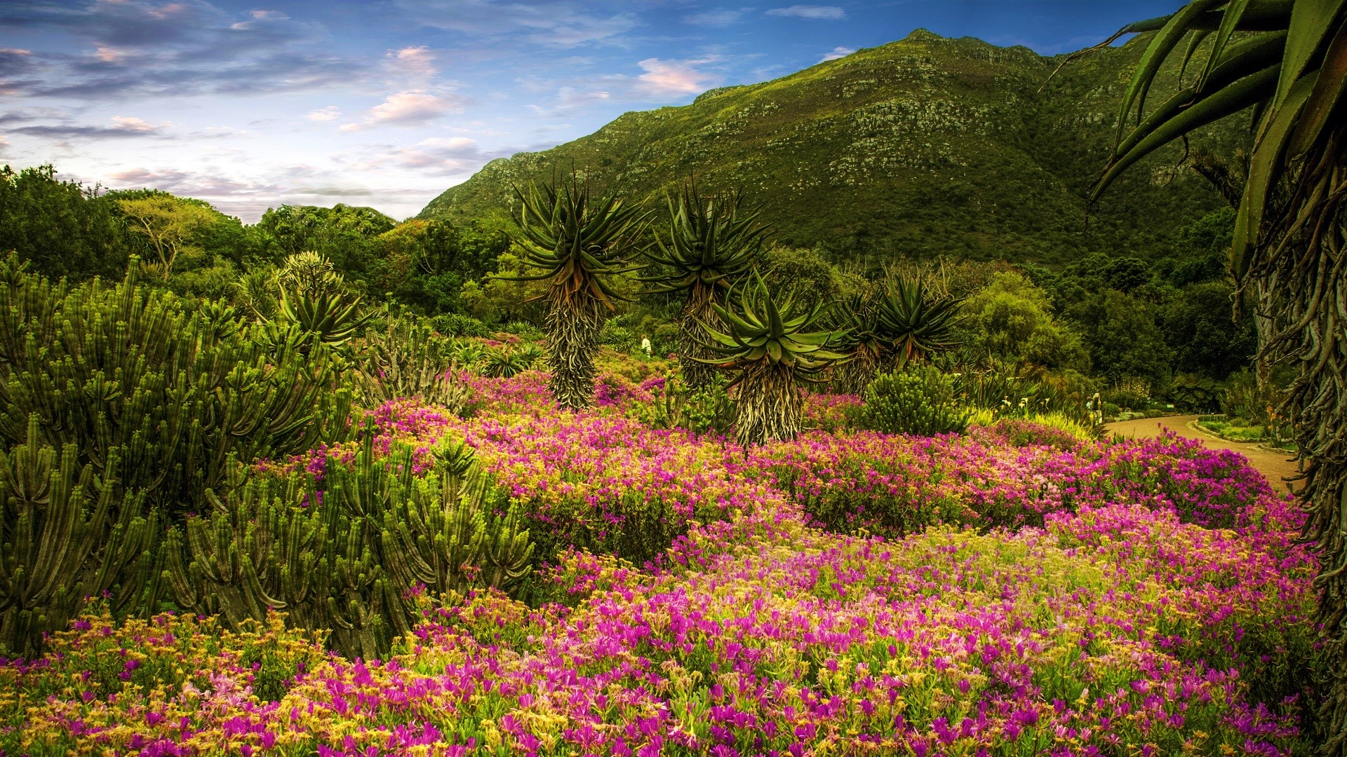 purple wildflowers, palms and grassy mountains on the South African garden trail