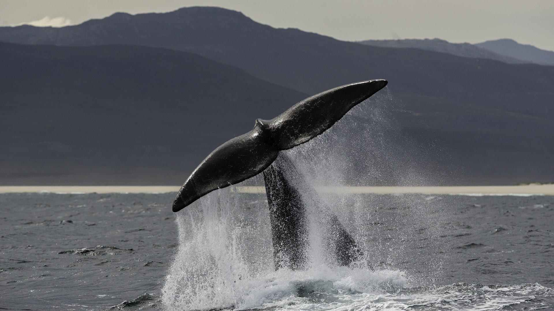 southern right whale tail splashing through the water in front of mountains in Hermanus, South Africa