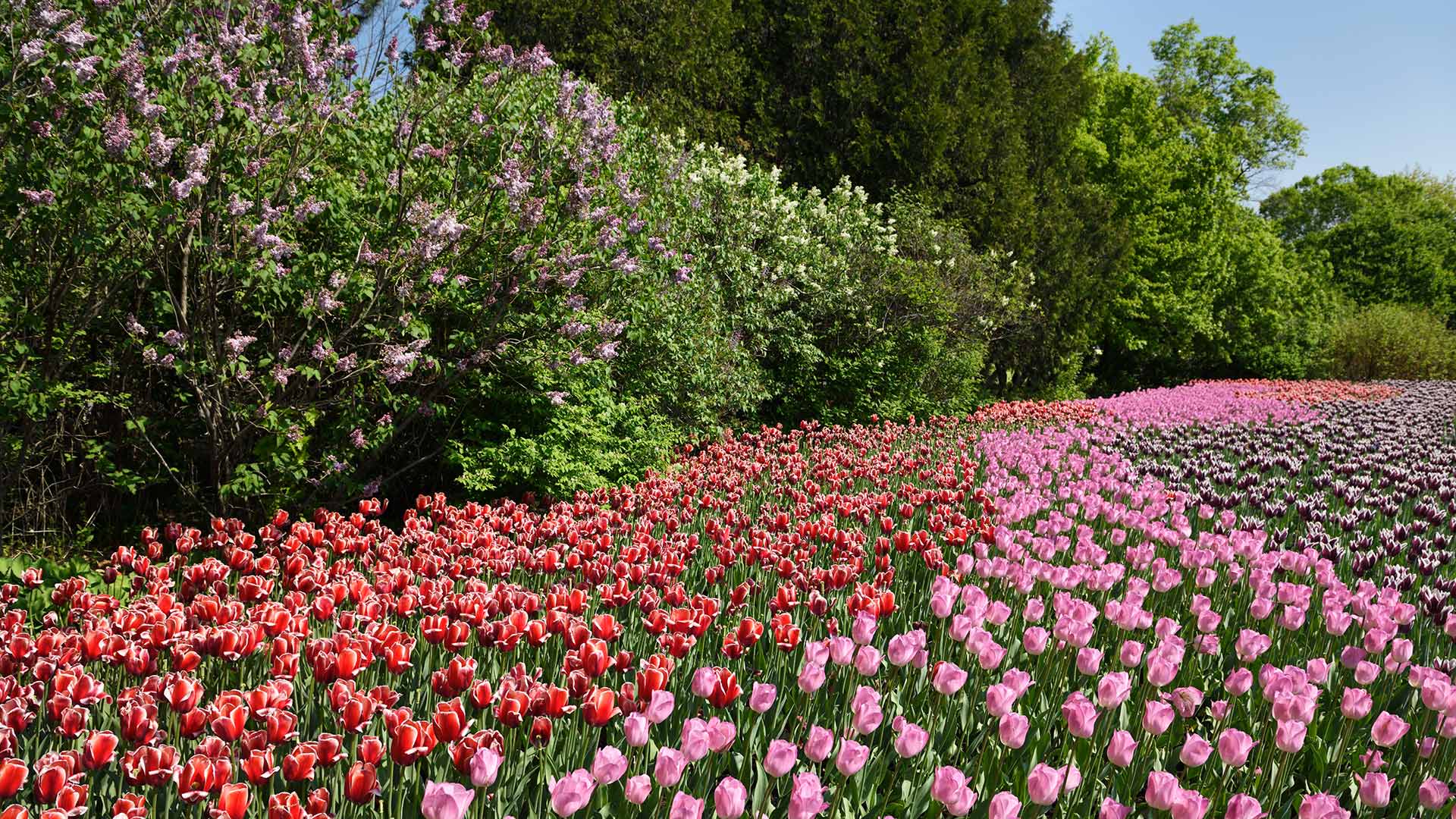 Blossoming red and pink tulips in Commissioners Park