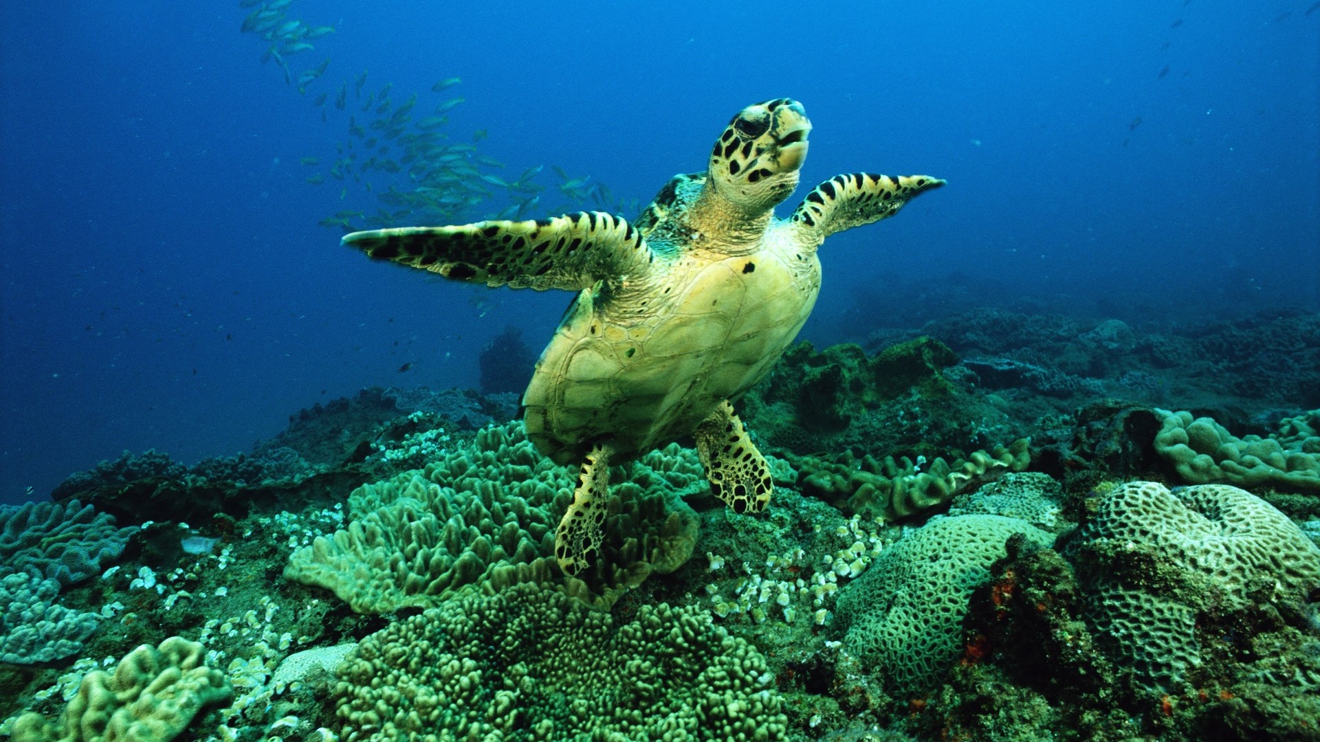 sea turtle in coral reef in Sodwana Bay,South Africa