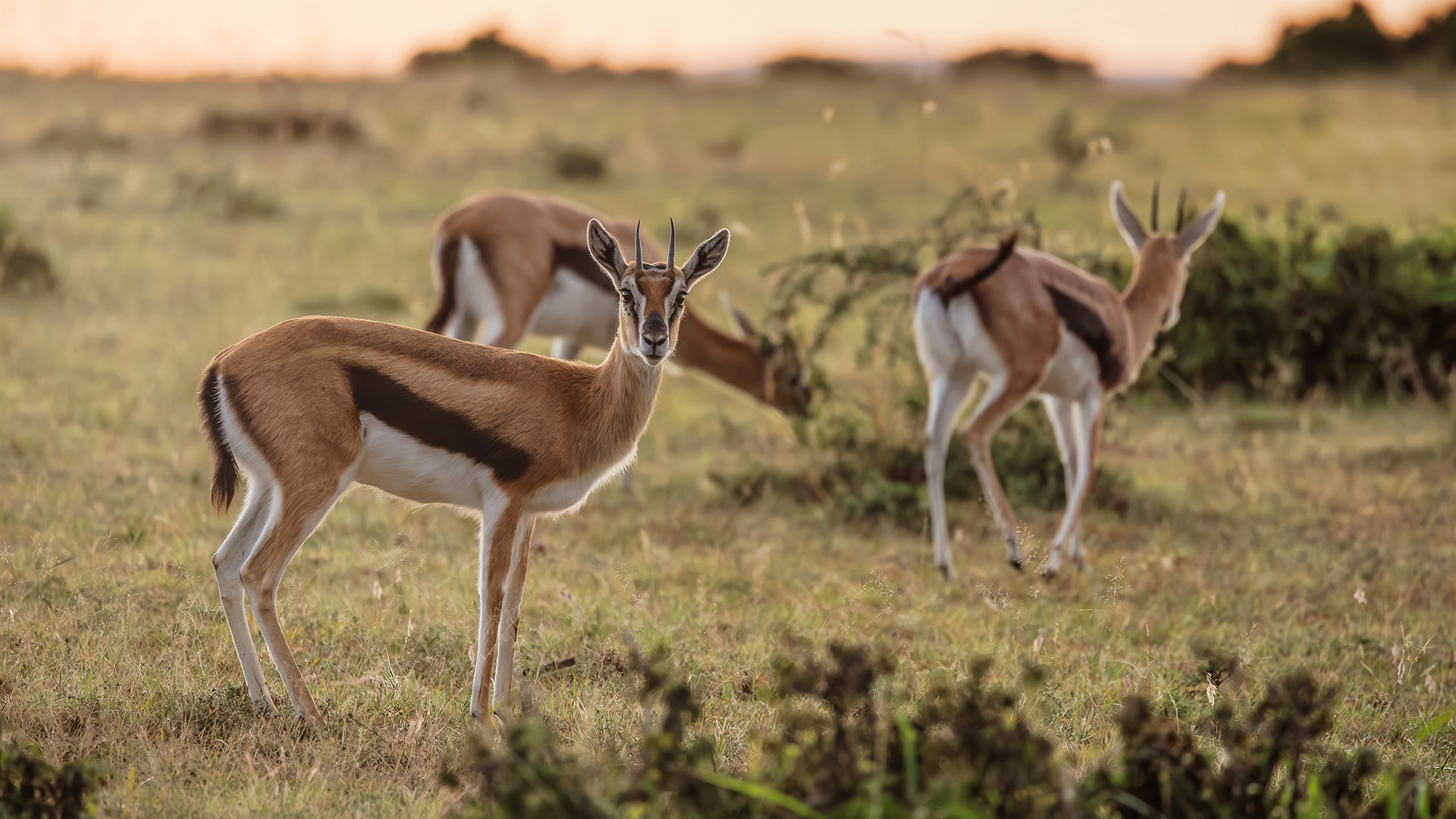three gazelles on the savannah plains of the Masai Mara National Reserve