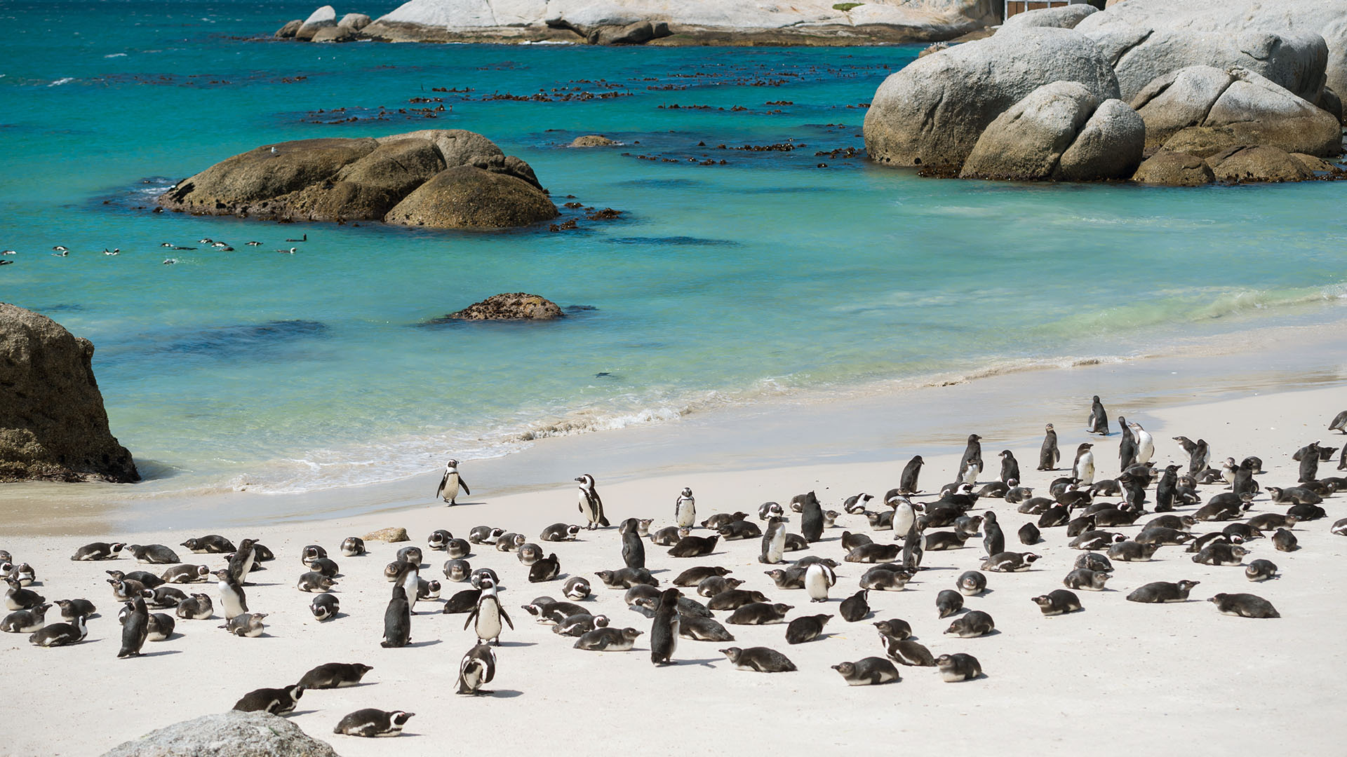 a large group of sunbathing penguins at Boulders Beach in South Africa