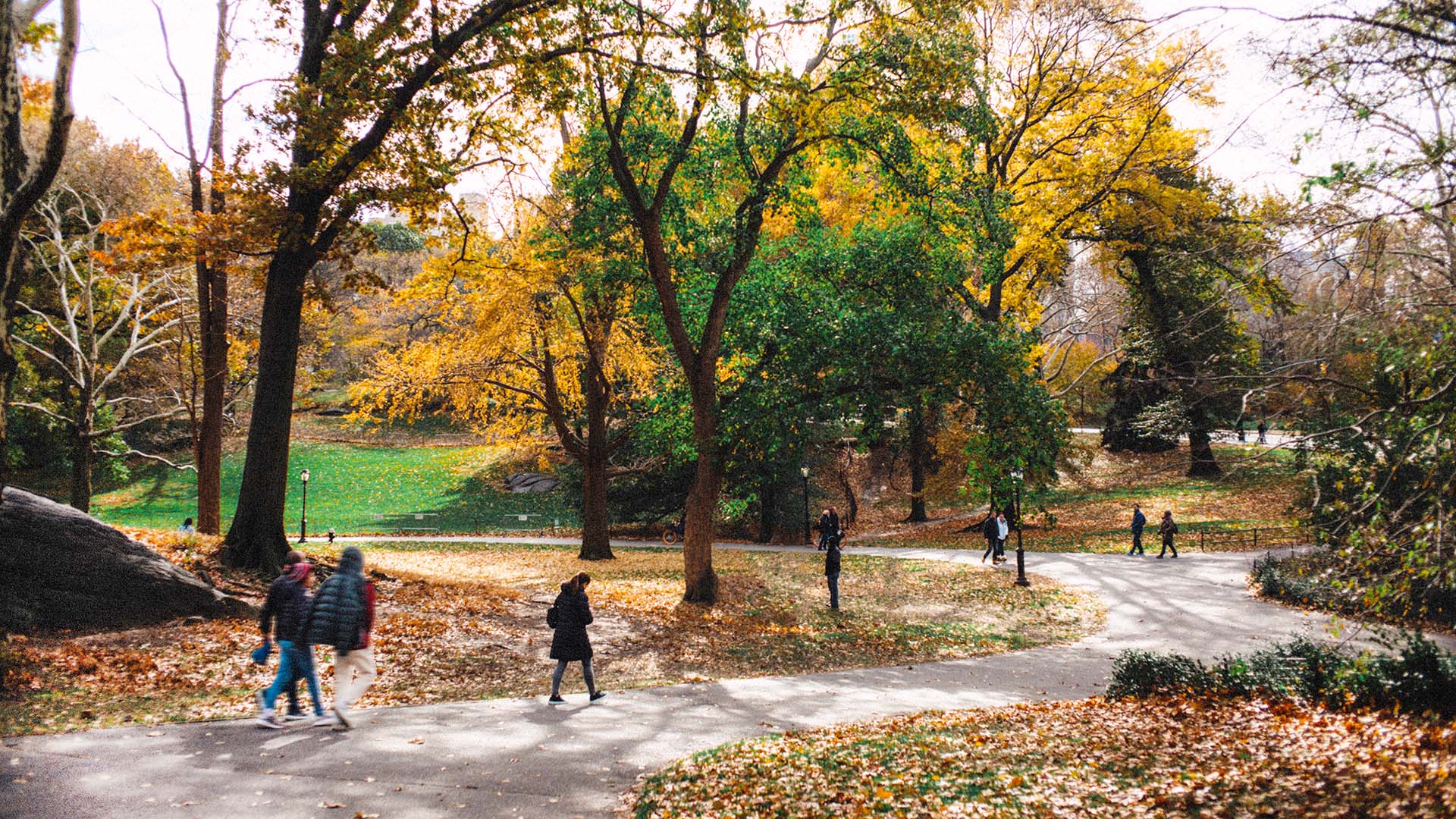 Central park in the fall