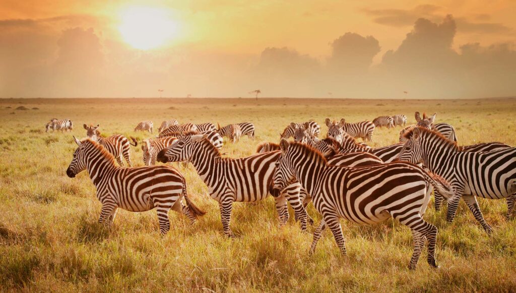 A herd of zebras in Nairobi National Park in Kenya
