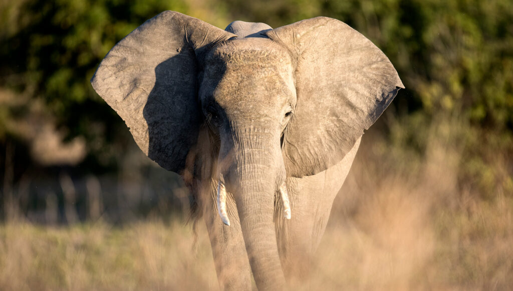 An African elephant in Tanzania