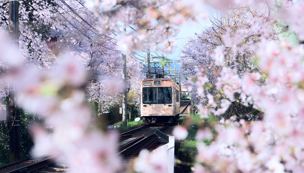 A tram in Kyoto, Japan, as seen through cherry blossoms in spring