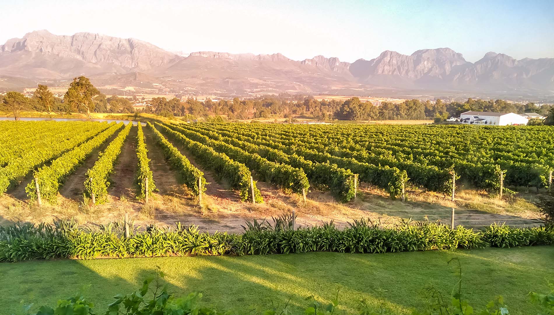 Vineyards in the Cape Winelands, South Africa