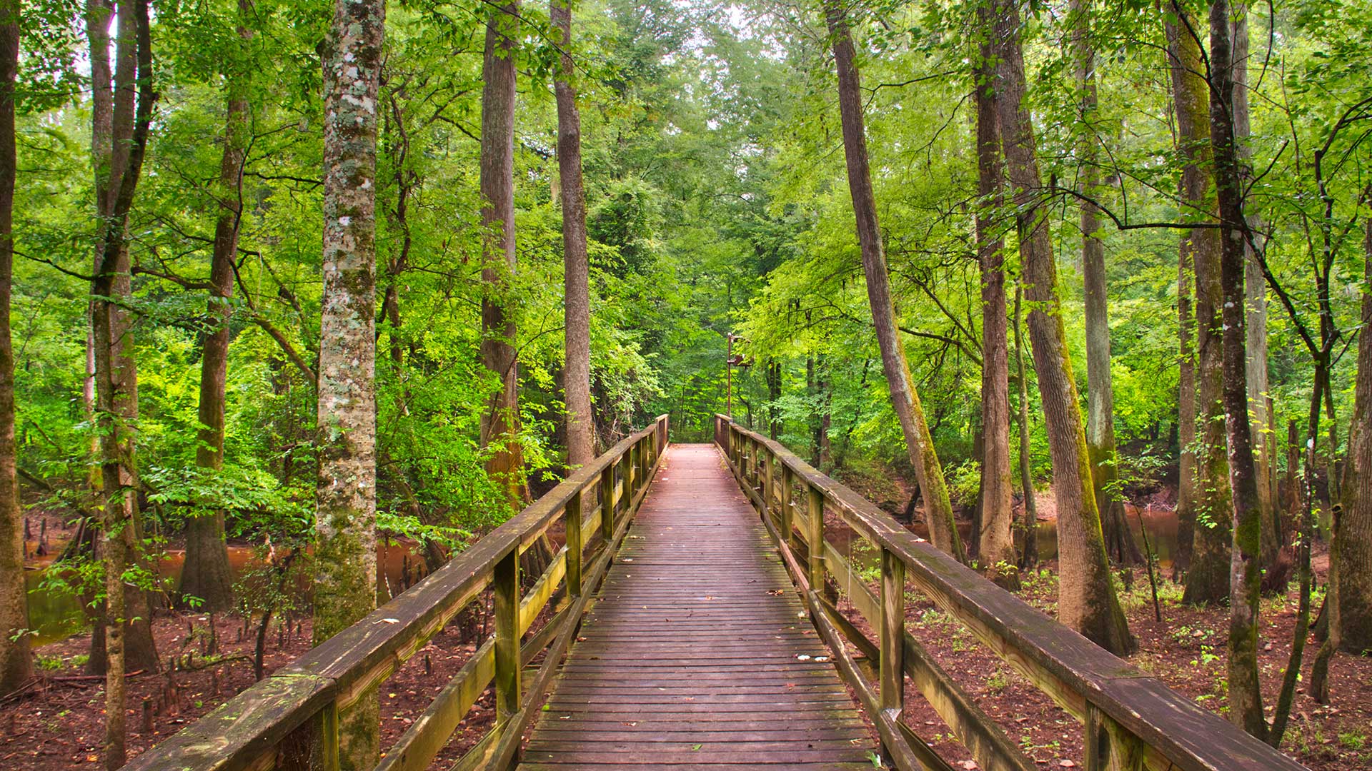 A boardwalk-style walking path in Congaree National Park