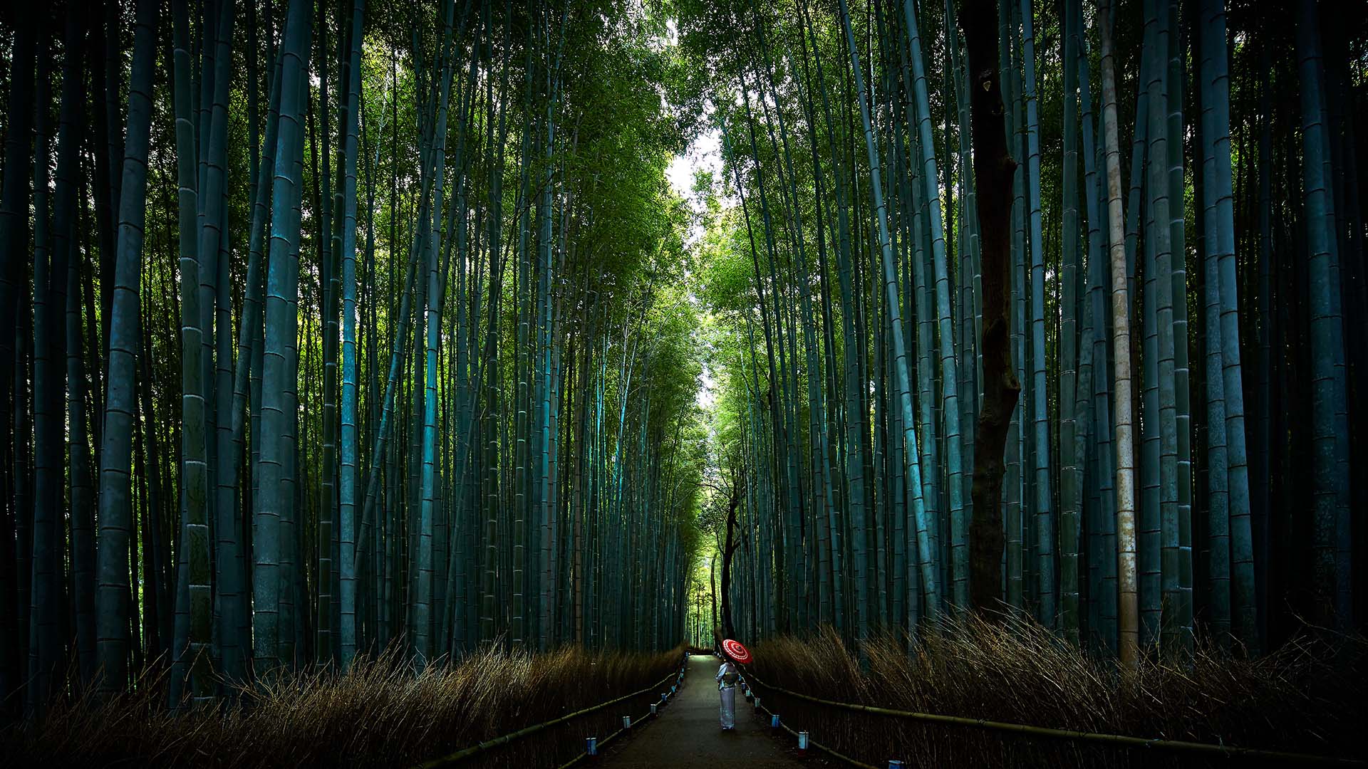 A pathway in the Arashiyama Bamboo Grove in Kyoto, Japan