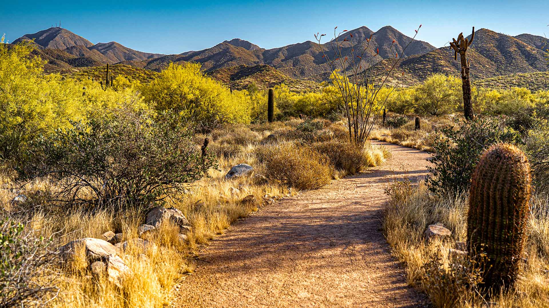 A desert hiking trail near Scottsdale, Arizona