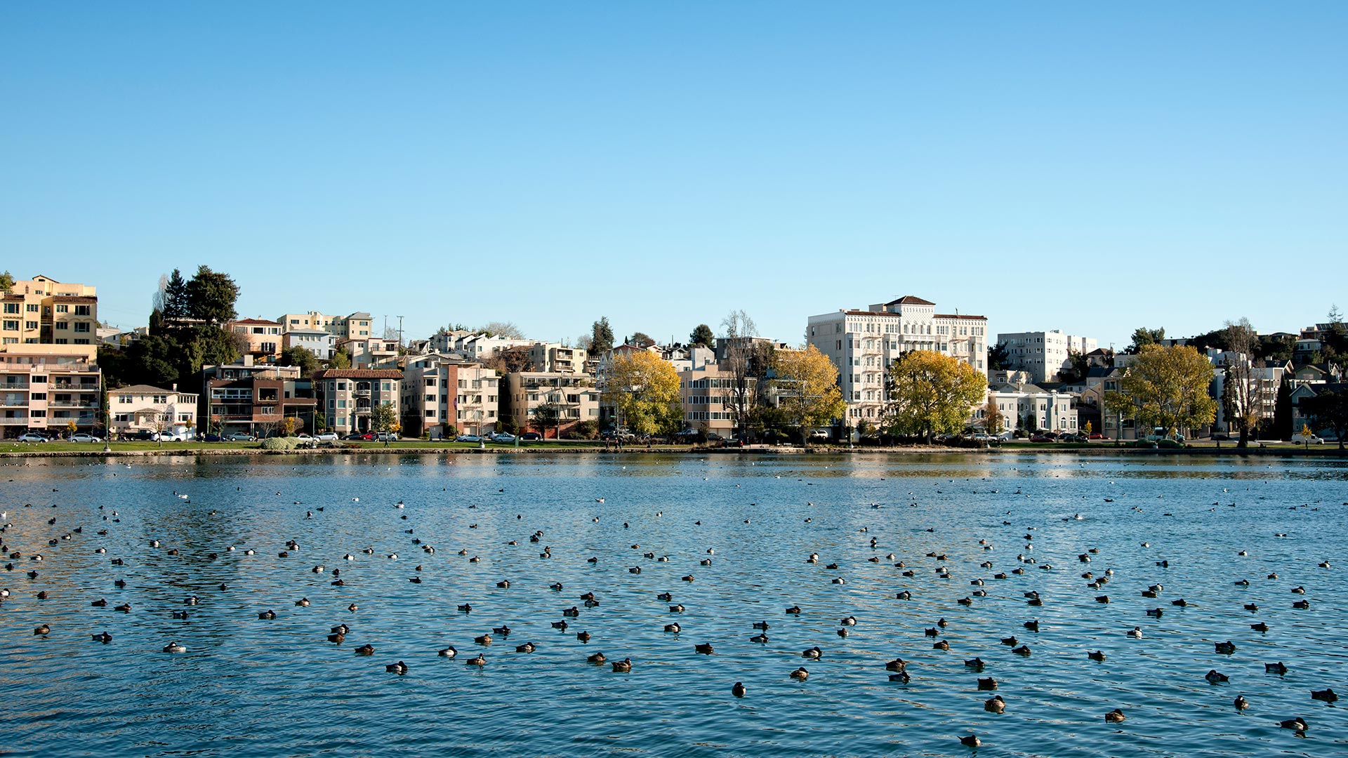 Ducks in Lake Merritt in Oakland, California