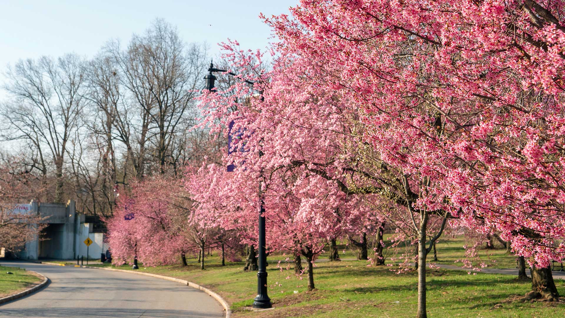 Pink cherry blossoms in Branch Brook Park in Newark, New Jersey