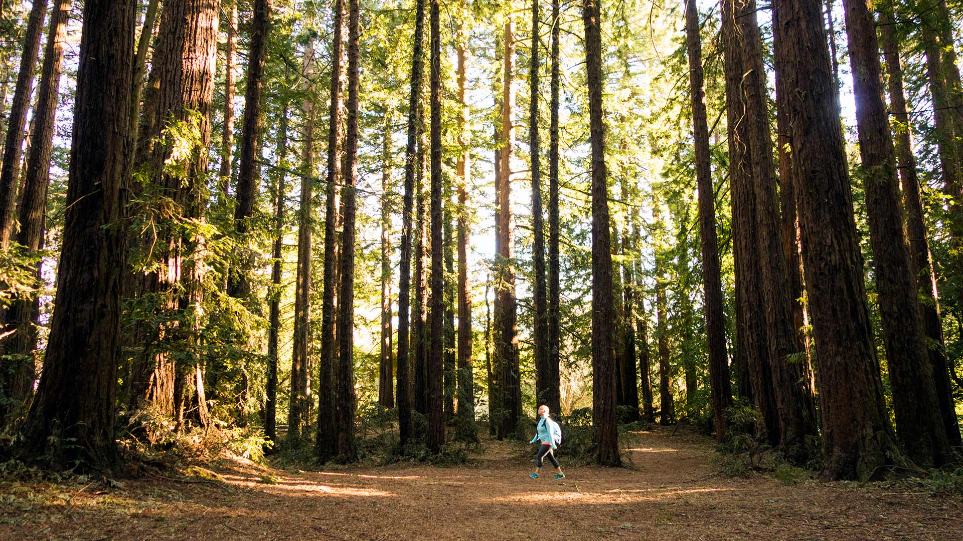A woman walking on a trail through enormous redwood trees in Oakland, California