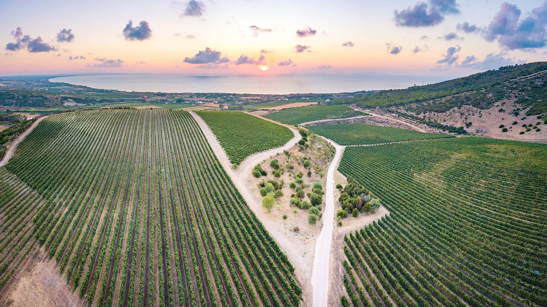 Aerial view of vineyards in Sardinia, Italy