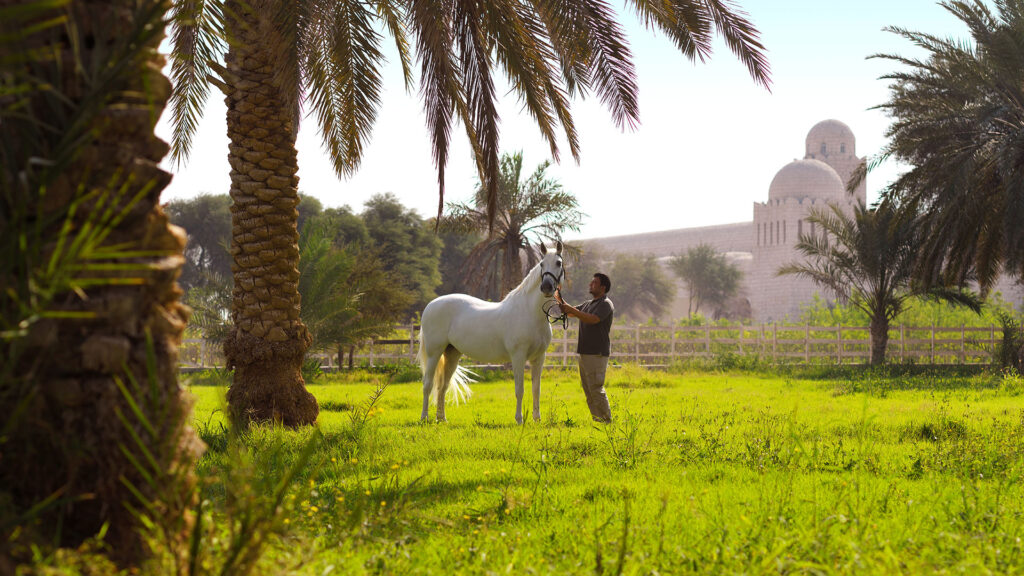 a man with a horse, al samriya, doha, autograph collection