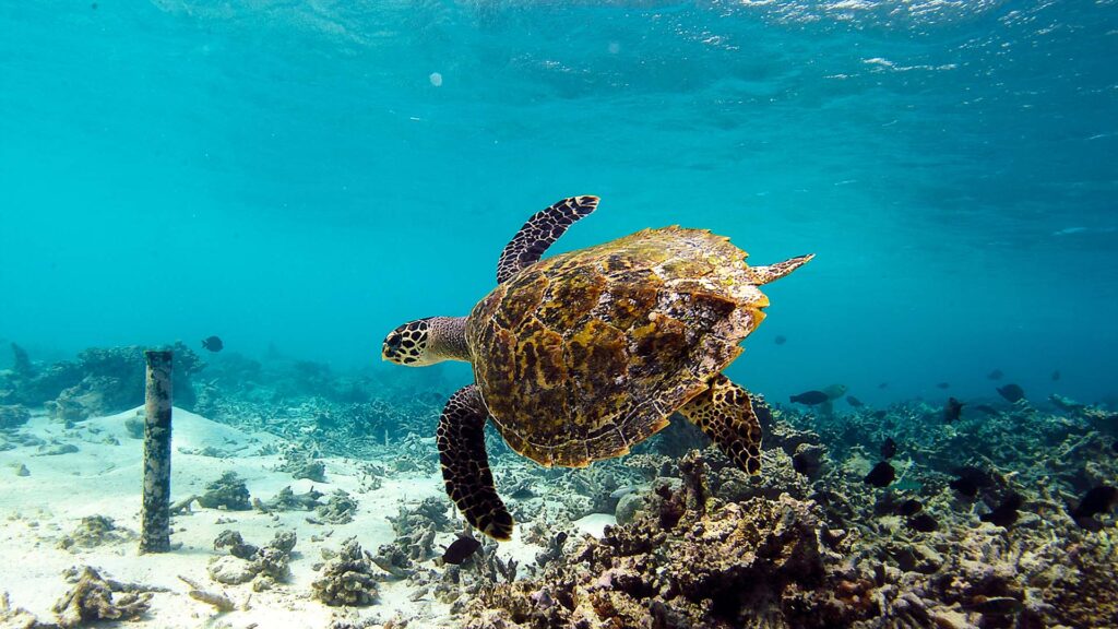sea turtle by a coral reef, maldives
