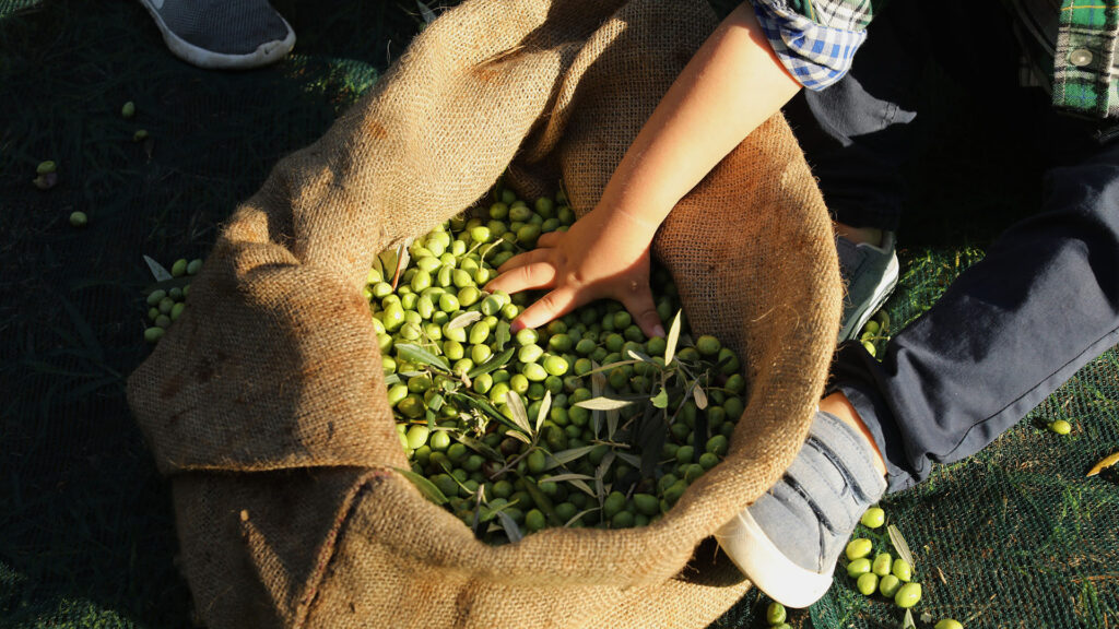 A child picks olives from a sack as part of the Young Gardener program at The Westin Resort, Costa Navarino